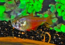 Hyphessobrycon Flammeus
