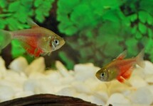 Hyphessobrycon Flammeus Orange