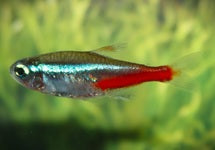 Neontetra