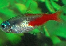Paracheirodon Innesi Diamond