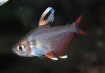 Hyphessobrycon Rosaceus Whitefin