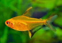 Hyphessobrycon Pulchripinnis