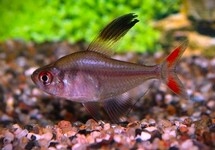 Hyphessobrycon Jackrobertsi
