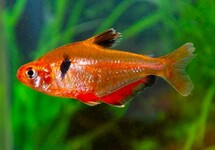 Hyphessobrycon Eques