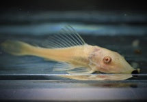 Pterygoplichthys Pardalis Albino