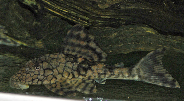 L037 Hypostomus Faveolus