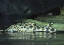 L075 Peckoltia Sabaji