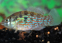 Jordanella Floridae