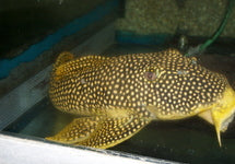 L014 Scobiancistrus Aureatus
