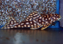 L082 Scobiancistrus Sp.