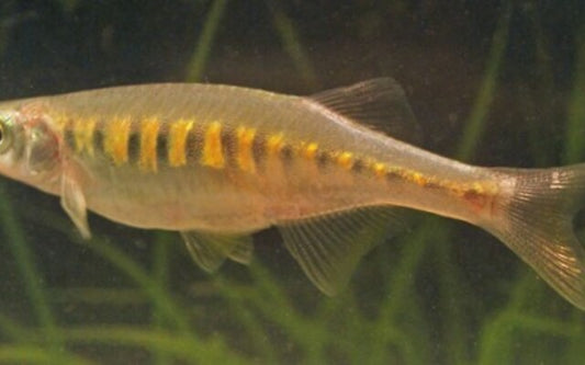 Devario Auropurpureus