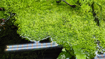 Riccia Fluitans