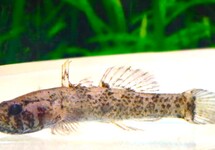 Kribia Kribensis