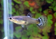 Poec. Ret. Snakeskin Blue Female