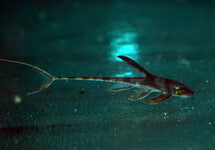 Lamontichthys Llanero