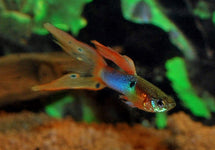 Poec. Ret. Japan Blue Double Red (M/F)