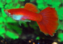 Poec. Ret. Flamingo Red Male