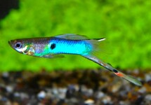 Poec. Wingei Japan Blue (M/F)