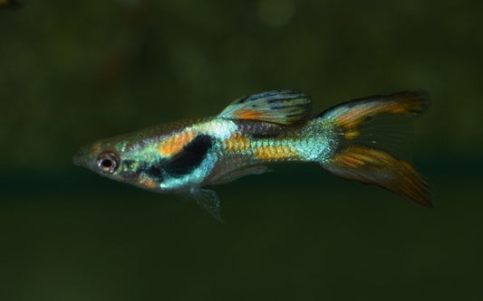 Poec. Ret. Double Sword Male