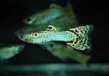 Poec. Ret. Snakeskin Green Male