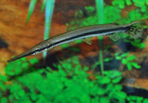 Lepisosteus Oculatus