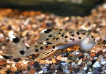 L264 Leporacanthicus Joselimai