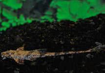 Dasyloricaria Filamentosa