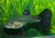 Poec. Ret. Blue Grass Female