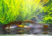 Nanoch.Teugelis Bandundu