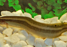 Macrognathus Aral