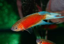 Macropodus Opercularis Blue Fin Red