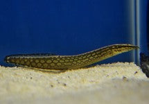 Mastacembelus Armatus