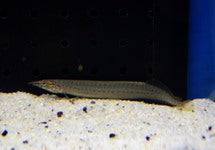 Macrognathus Pancalus