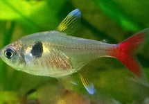 Hyphessobrycon Roseus