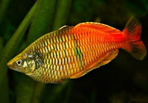 Melanotaenia Boesemani