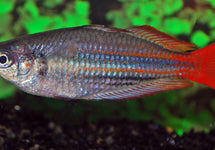 Melanotaenia Australis