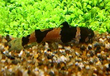 Microglanis Iheringi