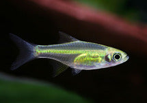 Microdevario Kubotai