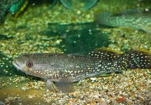 Ophiocara Porocephala