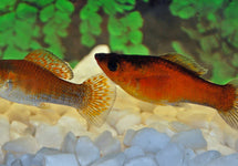 Poecilia Latipinna Copper Green
