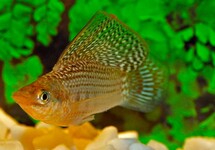 Poecilia Latipinna