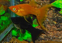 Poecilia Latipinna Mix Longfin