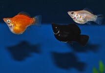 Poecilia Sphenops Balloon Mix