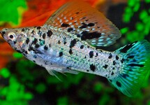 Poecilia Latipinna Dalmatian