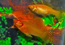 Poecilia Latipinna Gold