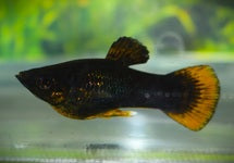 Poecilia Spenops Black Orangetail