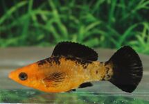 Poecilia Latipinna Red Leopard