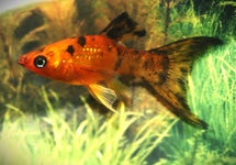 Poecilia Sphenops Calico Longfin