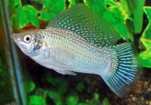 Poecilia Latipinna Silver