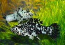 Poecilia Latipinna Marble Mix